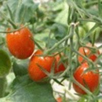 UPyD exige medidas por incumplimientos de Marruecos en la importación de tomate