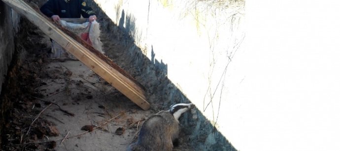 Rescatado un tejón que había caído a un canal de riego.