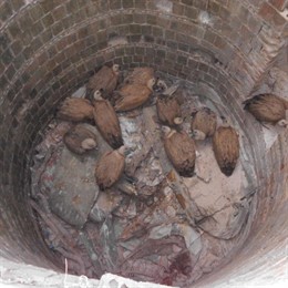 Buitres leonados atrapados en el pozo