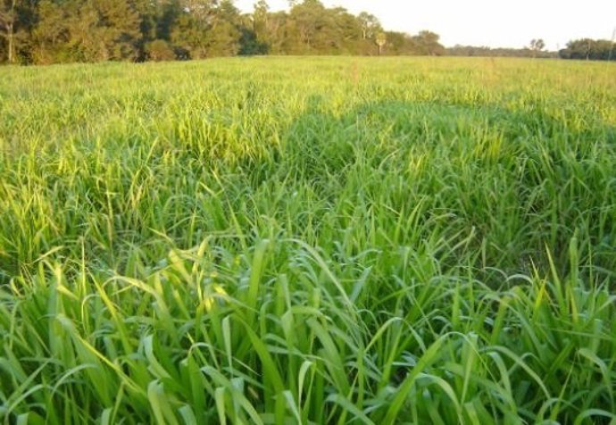 Hierba, cultivo