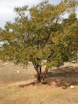 Zona donde podría estar enterrado García Lorca