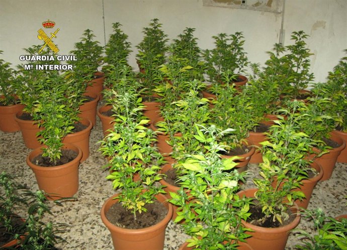 Cultivo de marihuana