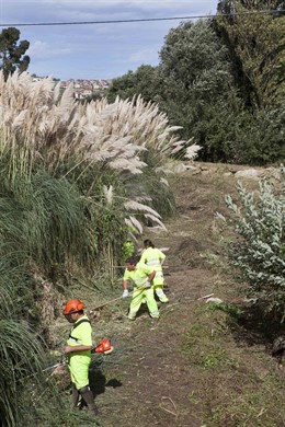 Trabajos de limpieza y restauración ambiental
