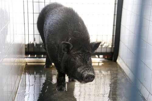Especímen de cerdo vietnamita capturado en Sevilla 