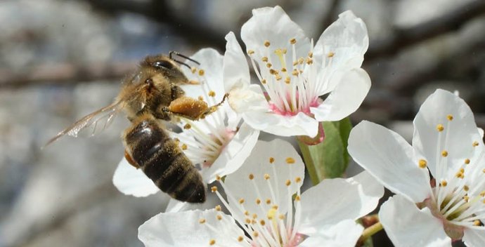 UNA CUCHARADA DE MIEL ANTES DE DORMIR Y ADELGAZAS