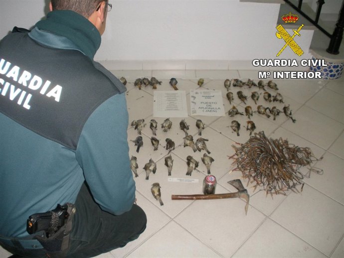 Pájaros intervenidos en Arjonilla (Jaén)