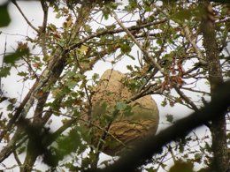 Nido de avispa asiática localizado en Girona