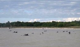 A group of stranded short-finned pilot whales are seen stranded in shallow water