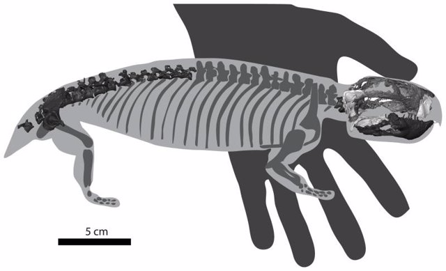 Fósil de mamífero