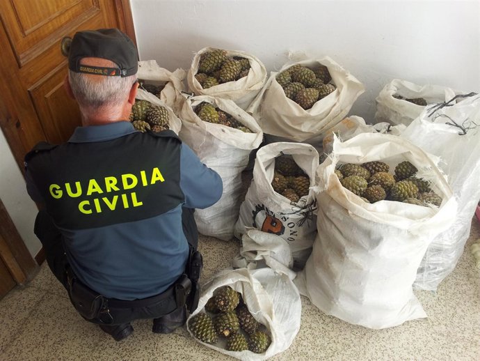 Intervenidos 400 kilos de piñas a seis personas en la Sierra de Huétor
