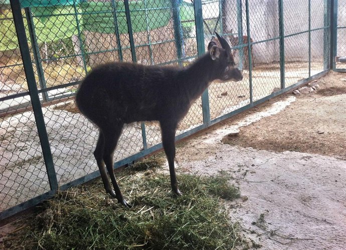 Imagen del antílope africanos sitatunga
