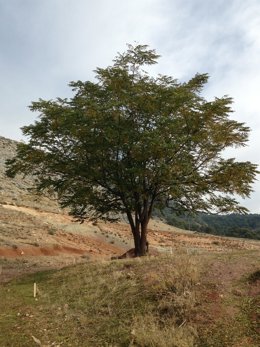 Lugar donde podría estar enterrado García Lorca, en Alfacar