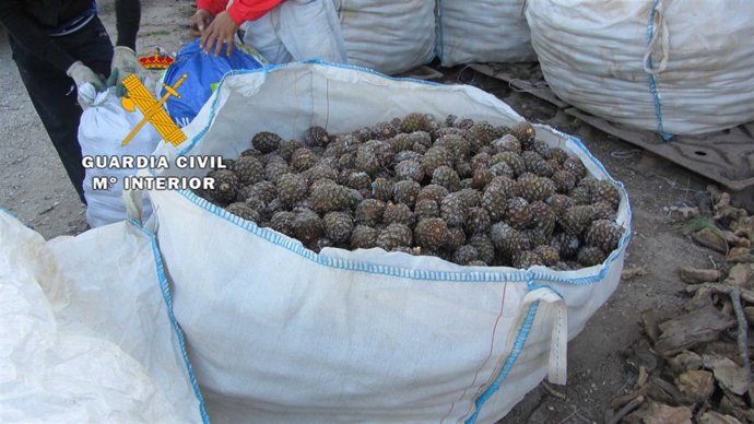 Piñas incautadas por la Guardia Civil.