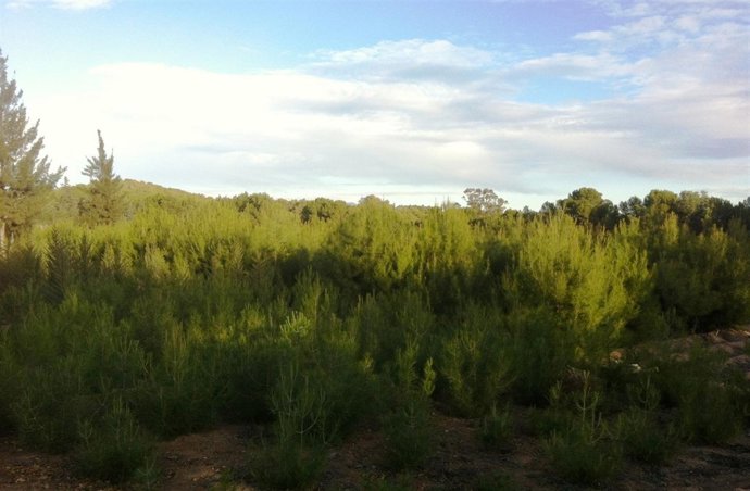 Arranca la campaña 'Verde Navidad'
