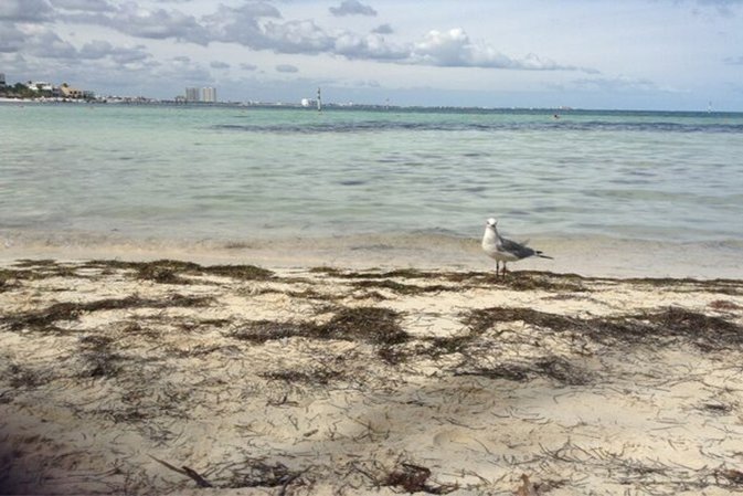 Una Gaviota roba una cámara y se graba en vuelo 