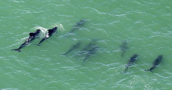 Ballenas varadas en las costas de Florida.