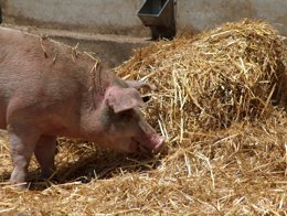 SARGA desarrolla un programa informático para facilitar la gestión del purín.