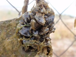 Aumenta el riesgo de proliferación del mejillón cebra.