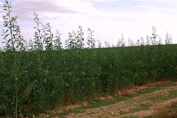 Plantación de la planta del tabaco