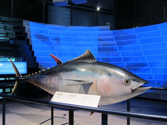 Atún en la exposición 'Mediterráneo' en el CosmoCaixa de Barcelona