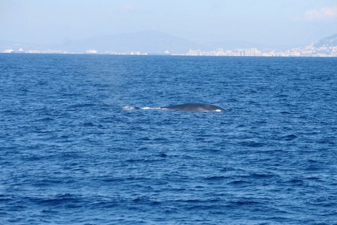 Avistamiento De Cetáceos De La Campaña De Circe