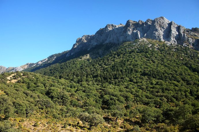 El pinsapar de Grazalema