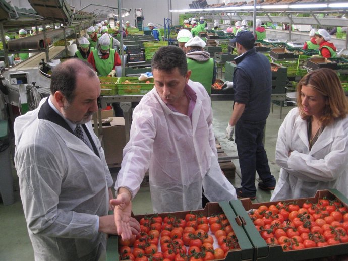 Ortiz y Ferrer observan los tomates ecológicos de Biosabor