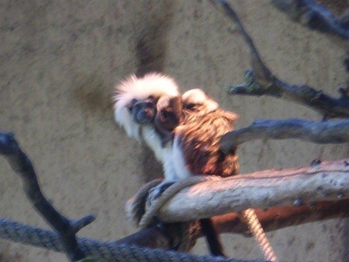 Dos ejemplares de tití cola de algodón
