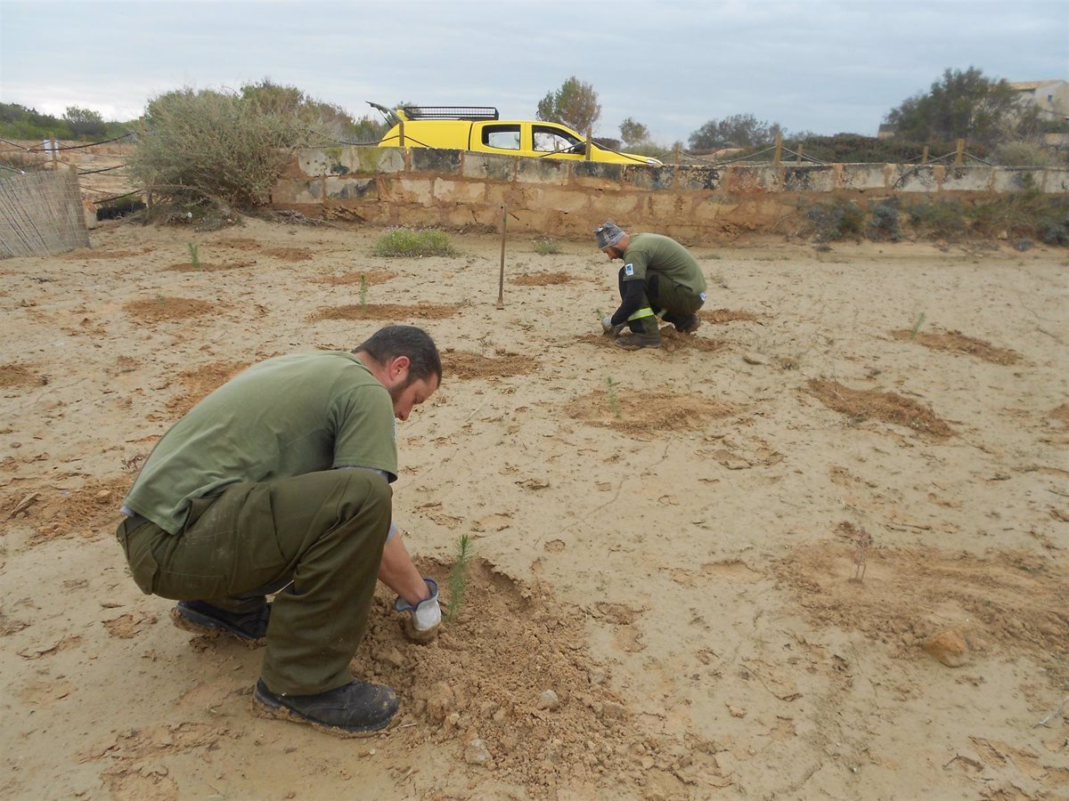 El Ibanat comienza la plantación de árboles autóctonos en el terreno donde  se encontraba la urbanización de ses Covetes