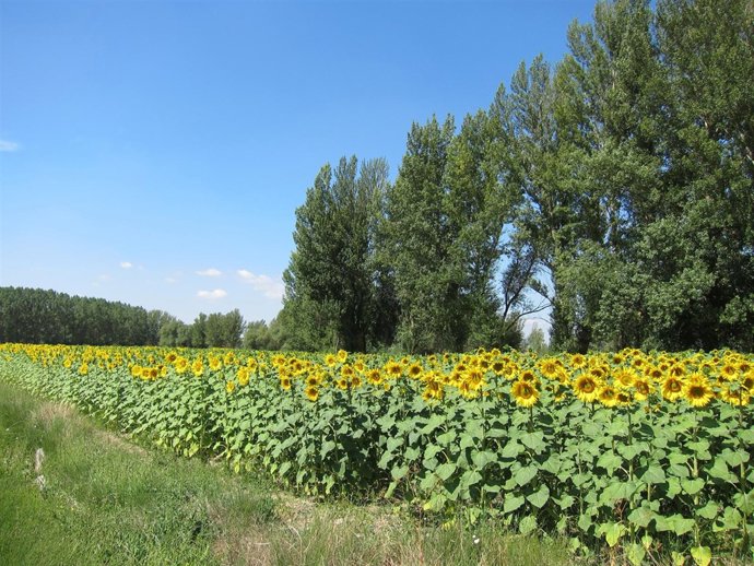 Campo De Girasoles, Aceite De Girasol, Pipas