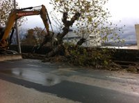 PP: La queja de Arca por los árboles del Faro evidencia su oposición a todo lo que se hace en la ciudad