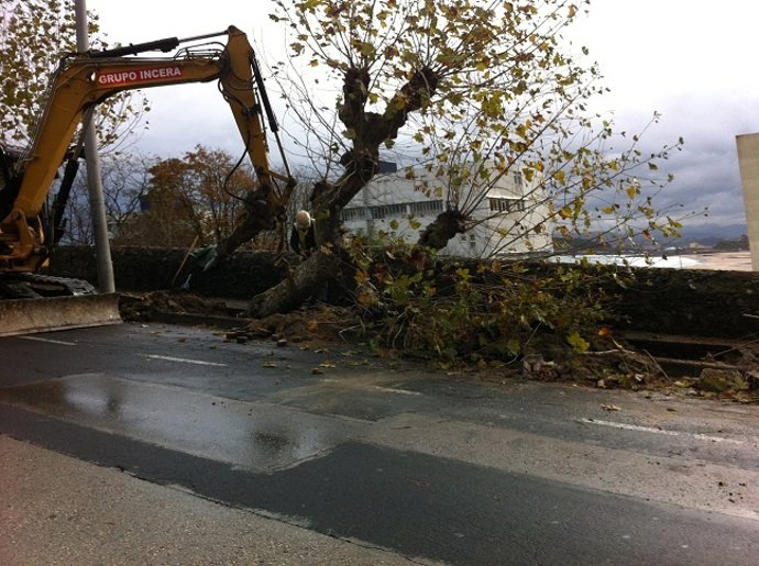 Tala árboles Avenida del Faro Santander