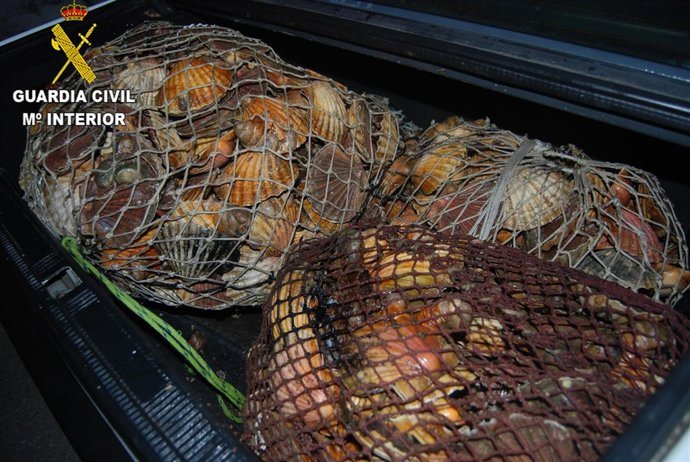 Vieiras incautadas en Marín (Pontevedra)