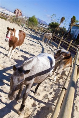 Escuela infantil de equitación de ponis de Murcia