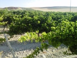 Viñedos en la zona vallisoletana de Cigales