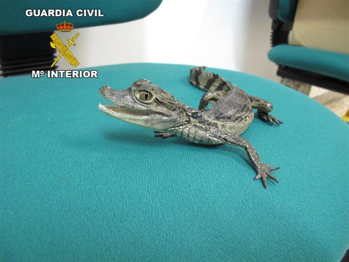 Cría de caimán recuperada en Sant Pol de Mar