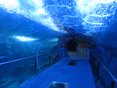 Túnel Aquarium