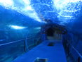 Túnel Aquarium