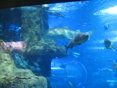 Aquarium