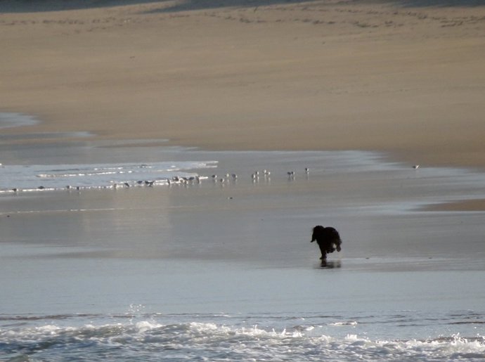 Perros sueltos en A Frouxeira, Valdoviño (A Coruña)