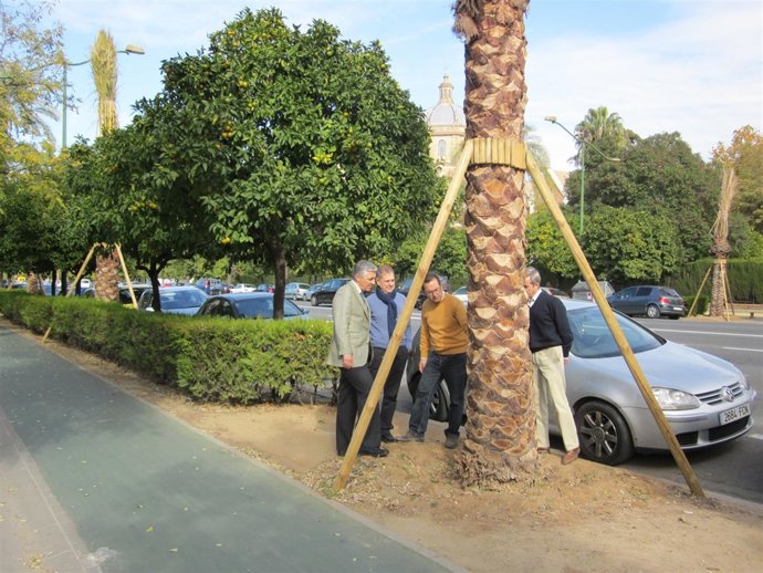 Reposición de palmeras.