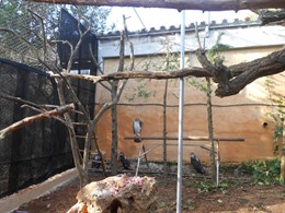 Ejemplar de águila perdicera