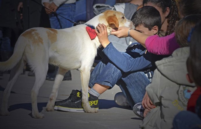 Un perro junto a un niño en el desfile solidario del Bioparc y AUPA