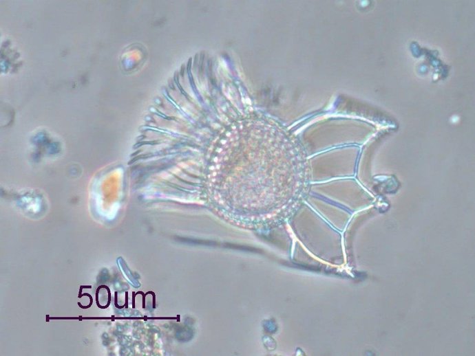 Estudio CSIC Y Uvigo Las Especies Raras Representan Más Del 50% De La Diversidad