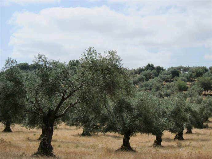 Olivos