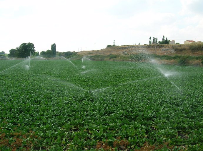 Campo de remolacha