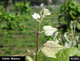 Variedad de uva Caiño Blanco