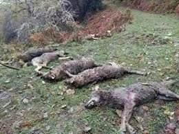 Lobos muertos en Camaleño