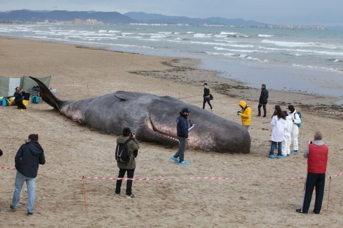 Simulacro del rescate de un cachalote varado de más de 16 metros 