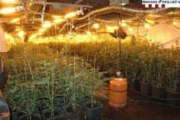 Plantación de marihuana en Capmany